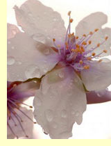Миндаль (Prunus dulcis), дикий миндаль (Amygdalus nana L.) Миндаль (Prunus dulcis), дикий миндаль (Amygdalus nana L.)